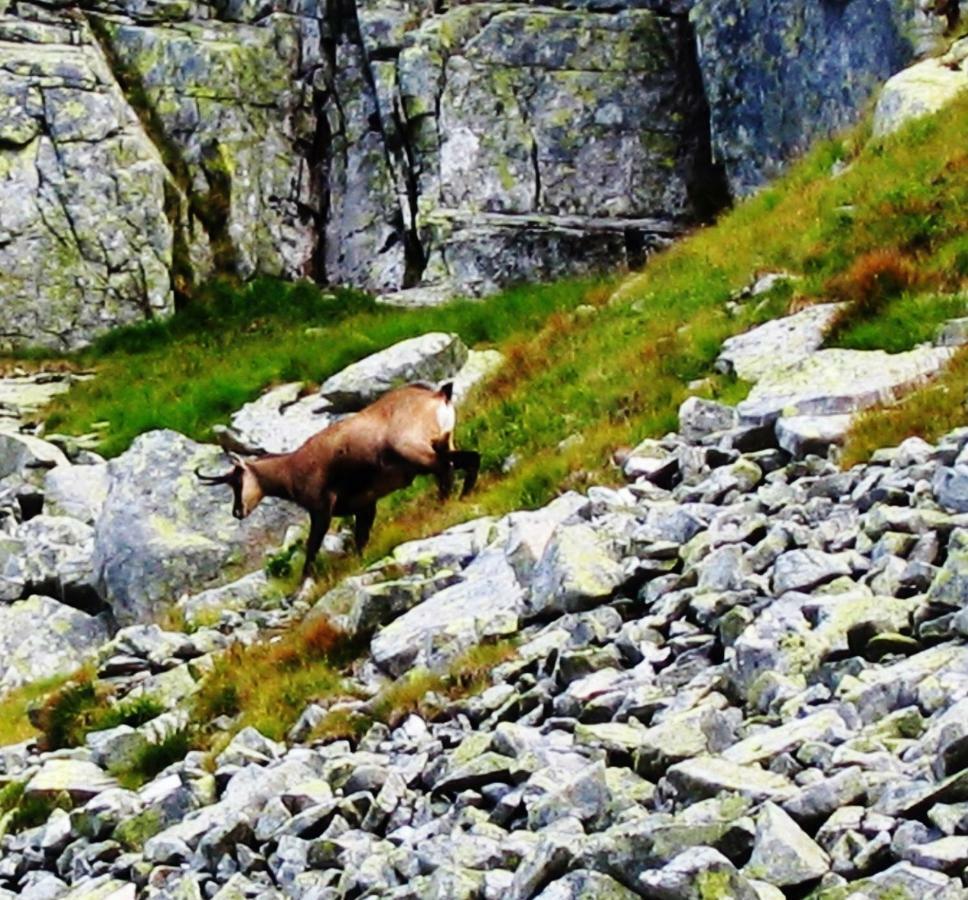Penzion Alfa Tatry Stara Lesna Exterior photo